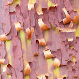 Manzanita bark