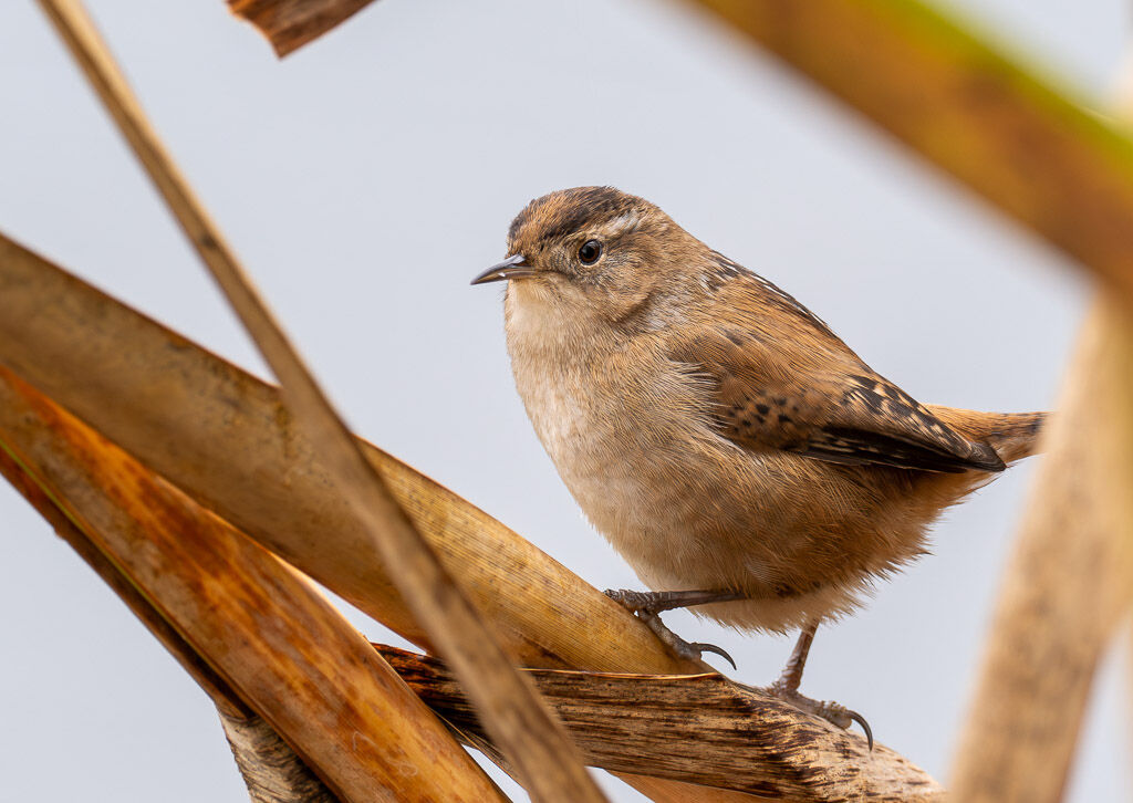 Marsh Wren in reeds
