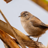 Marsh Wren in reeds