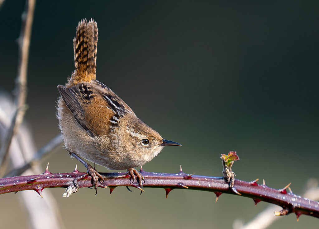 Marsh Wren on Bramble