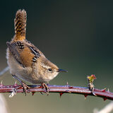 Marsh Wren on Bramble