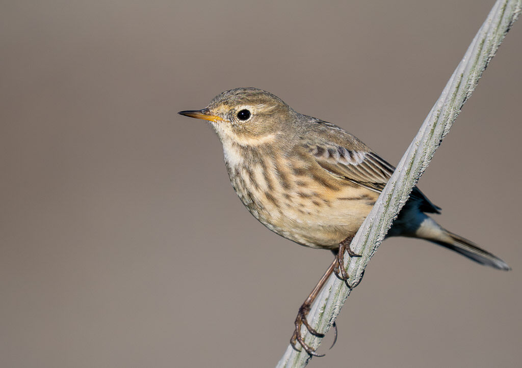Meadow Pippit