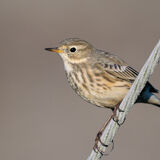 Meadow Pippit