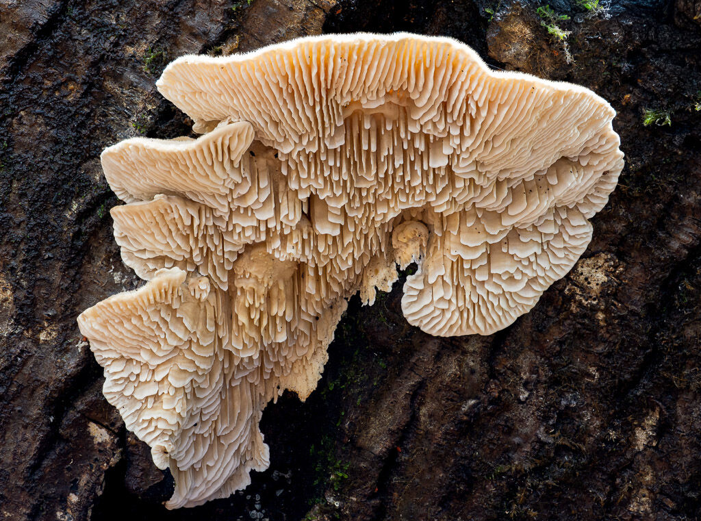 Milk-white Toothed Polypore