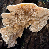 Milk-white Toothed Polypore
