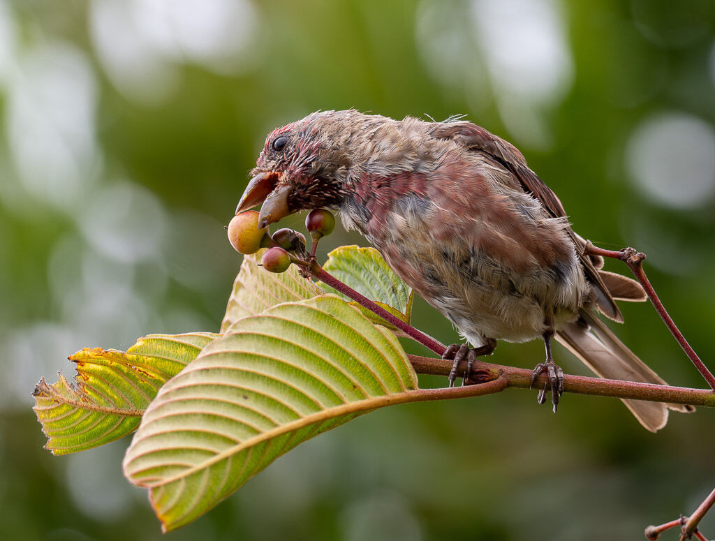 Molting Purple Finch enjoying a cascara tree