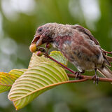 Molting Purple Finch enjoying a cascara tree