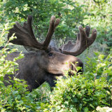 Moose eating saplings-2