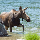 Moose leaving water