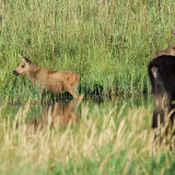 Moose with young