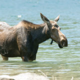Moose young in water