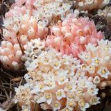 Mycotrophic California Pinesap Pityopus californica