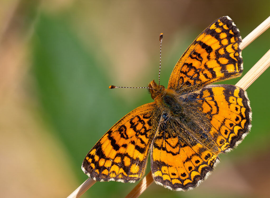 Mylitta Crescent butterfly