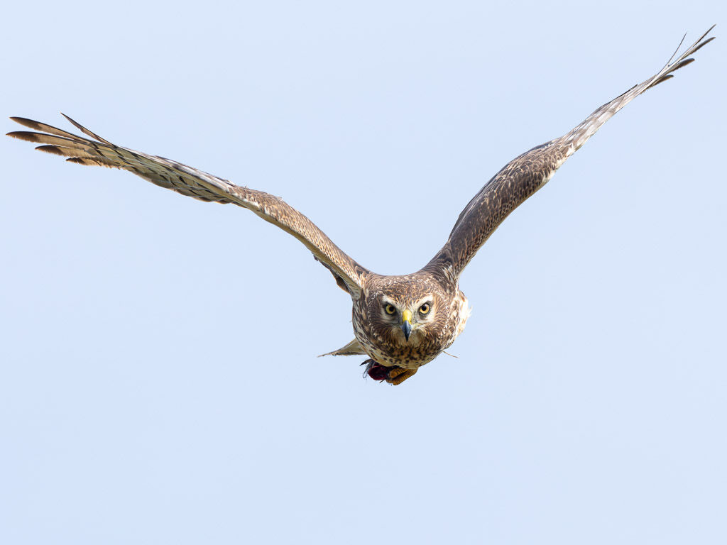 Northern Harrier in flight. 2