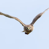 Northern Harrier in flight. 2