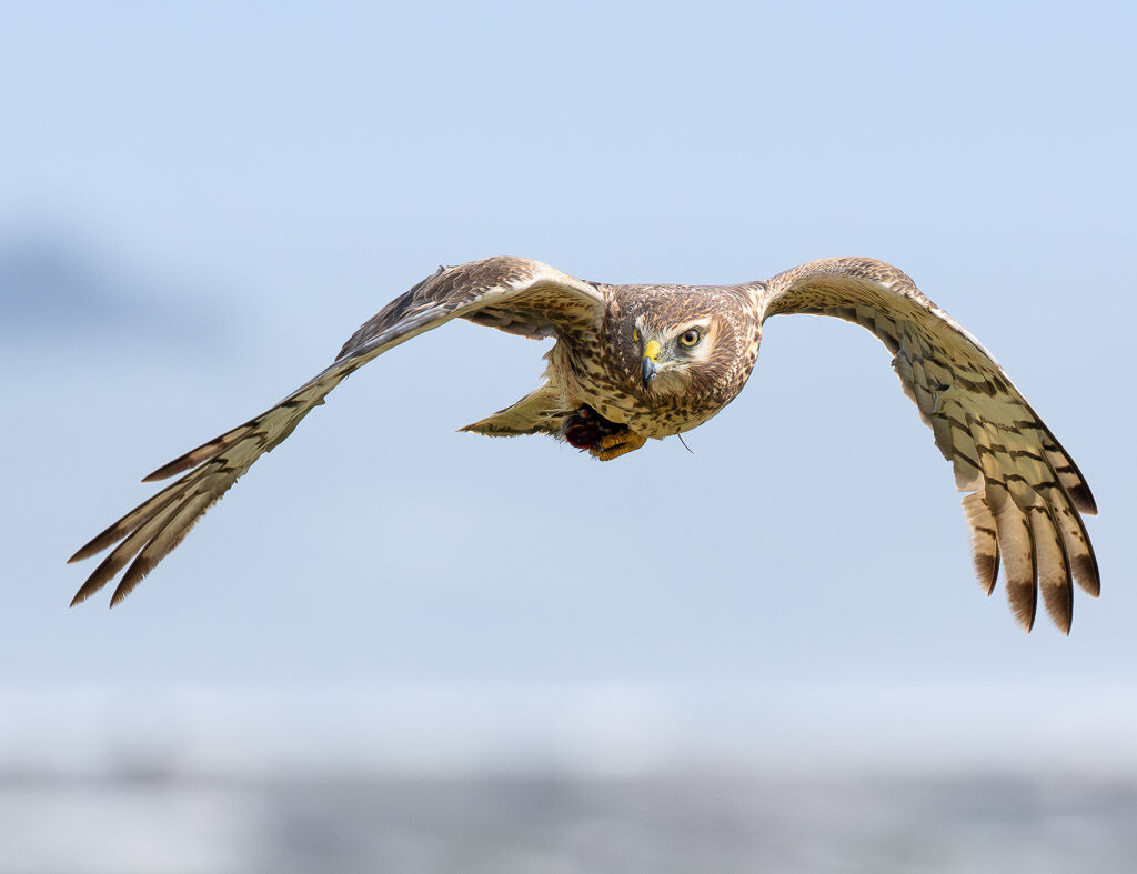 Northern Harrier in flight. 3