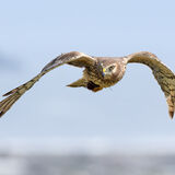 Northern Harrier in flight. 3