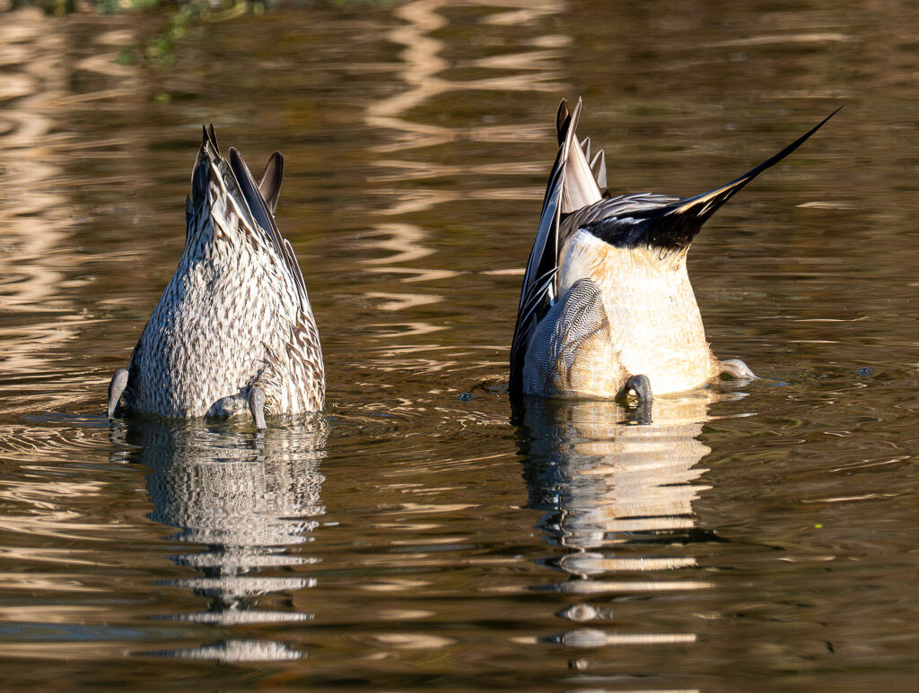Northern Pintail male and female bottoms up