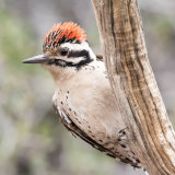 Nuttall's Woodpecker on branch-2