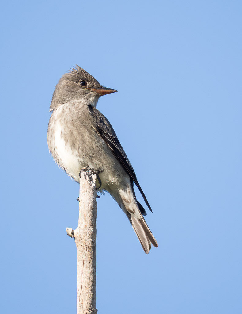 Oliver-sided Flycatcher
