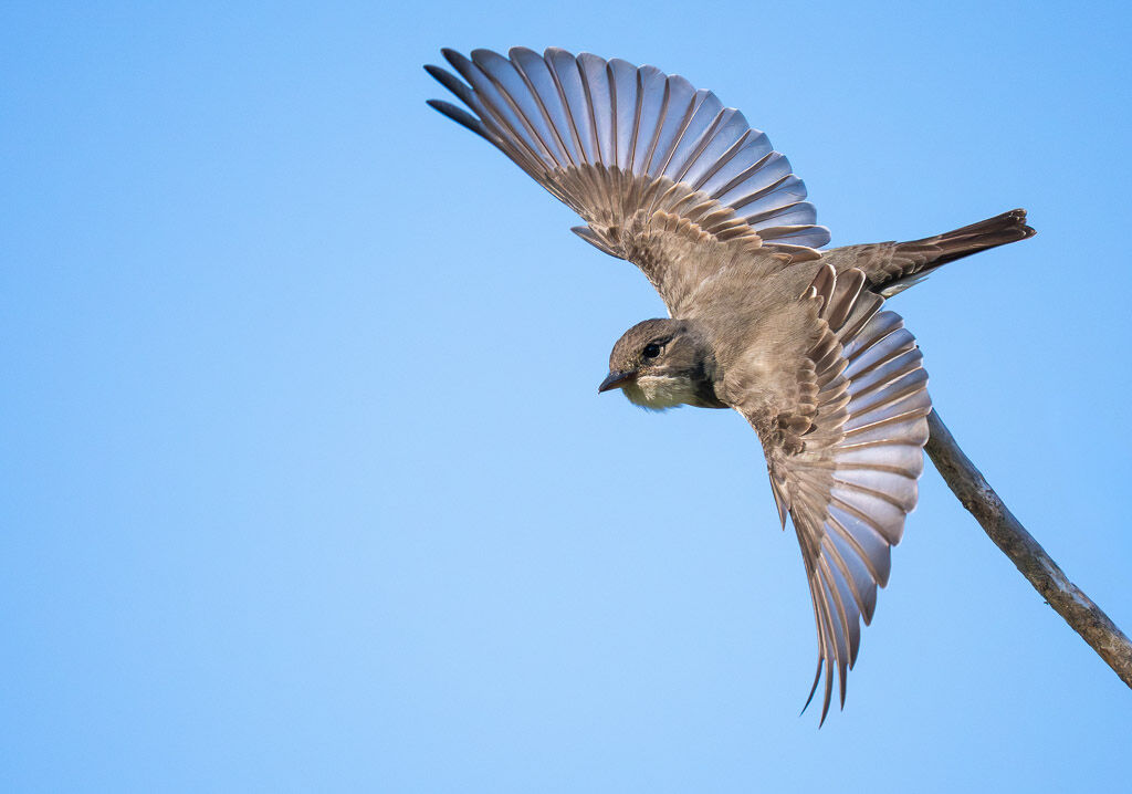 Oliver-sided Flycatcher in flight