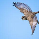 Oliver-sided Flycatcher in flight