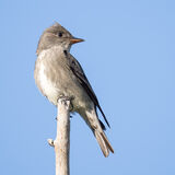 Oliver-sided Flycatcher