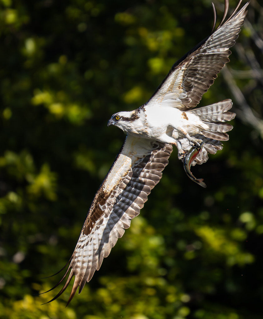 Osprey with fish 2