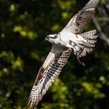 Osprey with fish 2