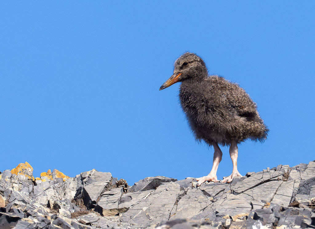 Oyster Catcher chick