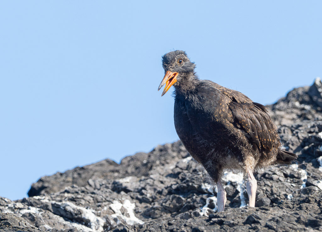 Oyster Catcher chick looking good
