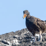 Oyster Catcher chick looking good