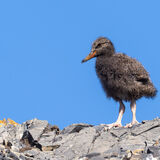 Oyster Catcher chick