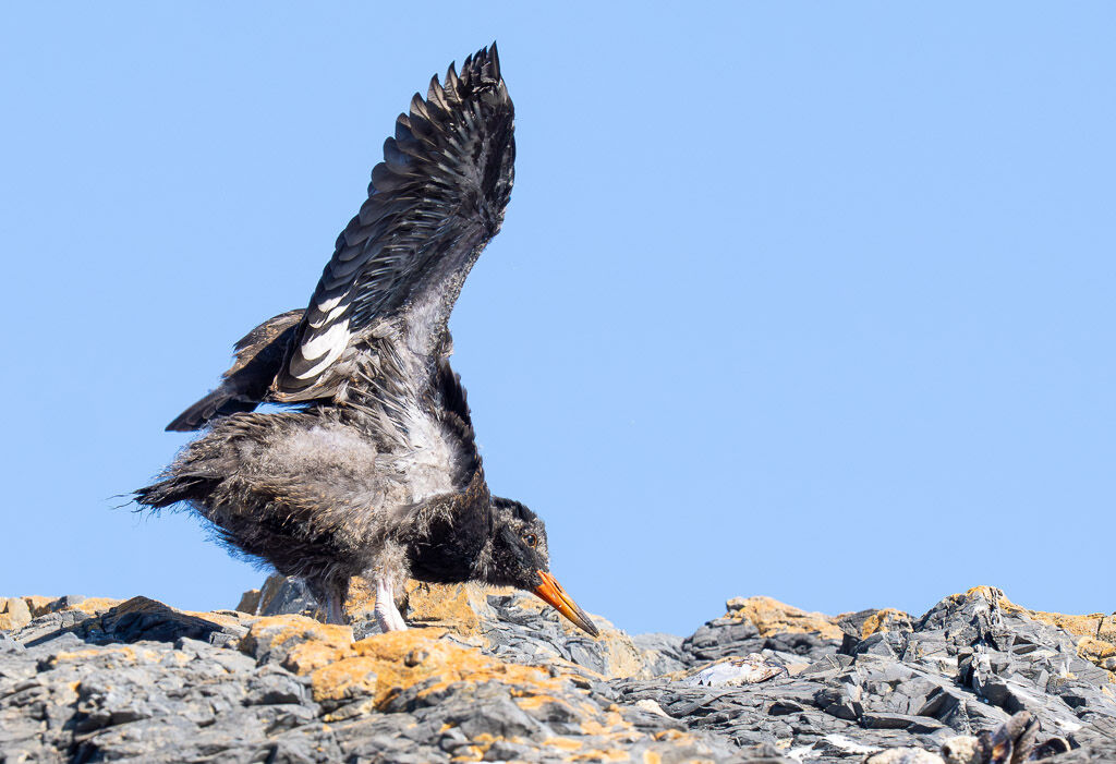 Oyster catcher chick stretching