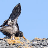 Oyster catcher chick stretching