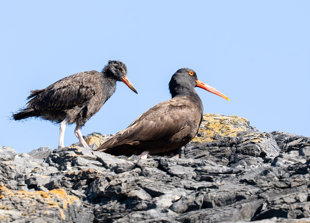 Oyster catcher with chick