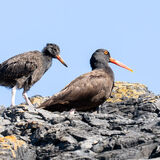 Oyster catcher with chick