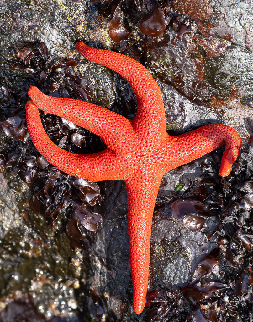 Pacific Blood Star (2)
