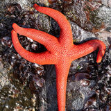 Pacific Blood Star (2)