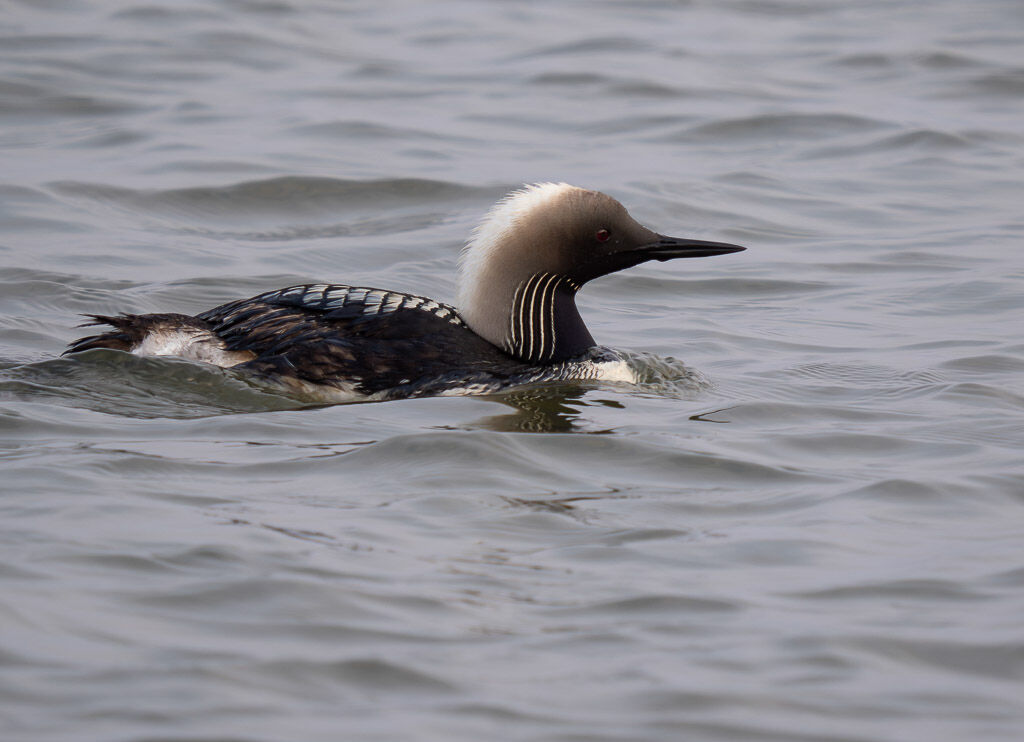Pacific Loon