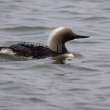 Pacific Loon
