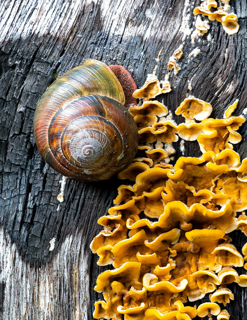 Pacific Sideband Snail on burnt tree with Hairy Curtain Crust