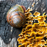 Pacific Sideband Snail on burnt tree with Hairy Curtain Crust