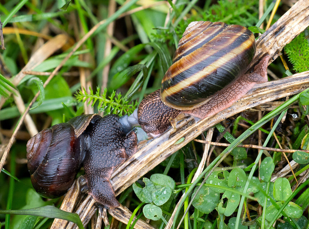 Pacific Sideband Snails mating