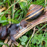 Pacific Sideband Snails mating