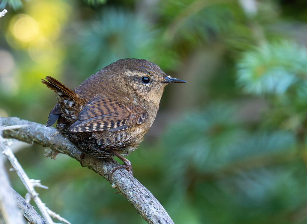 Pacific Wren