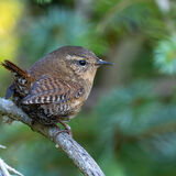 Pacific Wren