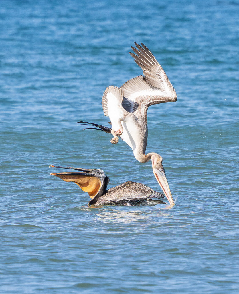 Pelicans Hey be careful.