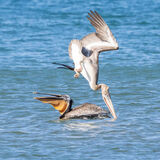 Pelicans Hey be careful.