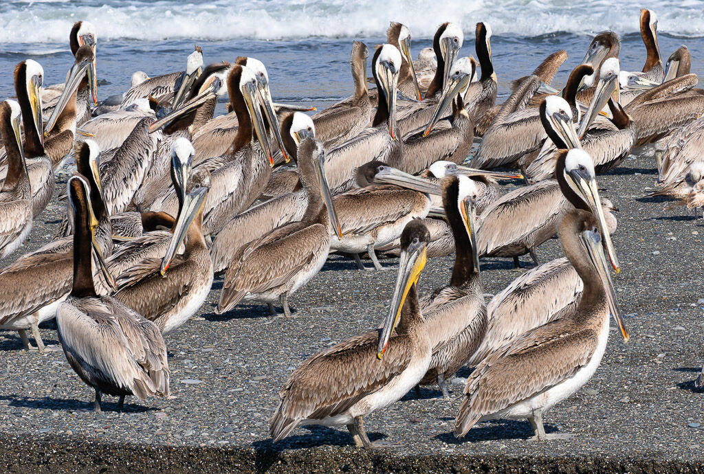 Pelicans resting Sixes Estuary